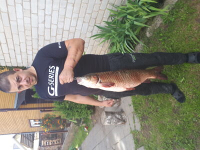 Baltasis amūras, 7,0 kg