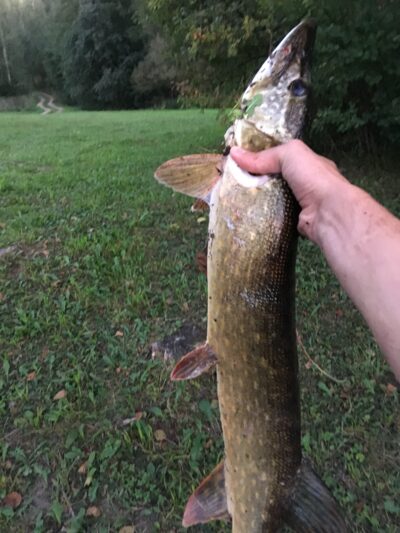 Lydeka, 2,2 kg — Mūšėjus