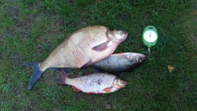 Karšis, 1,3 kg