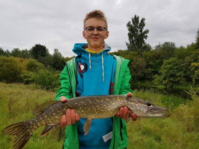 Lydeka, 2,0 kg — Venta