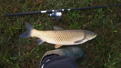 Baltasis amūras, 5,0 kg