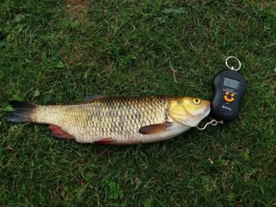 šapalas, 1,1 kg