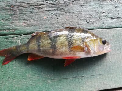 Ešerys, 0,3 kg
