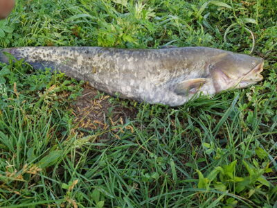 šamas, 3,3 kg