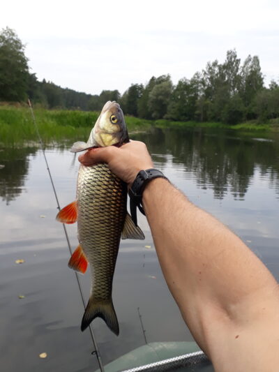šapalas, 0,6 kg — Šventoji