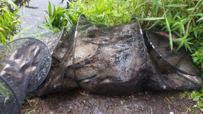 Karšis ×21