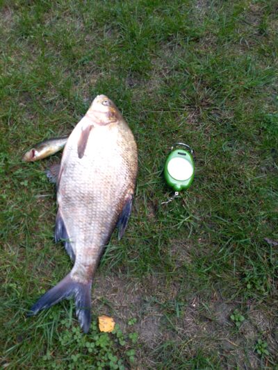 Karšis, 1,9 kg