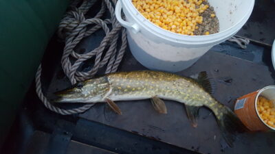 Lydeka, 0,4 kg