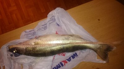 Starkis, 2,8 kg