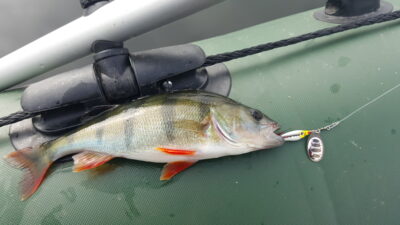 Ešerys, 0,4 kg