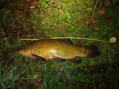 Lynas, 2,0 kg — Kauno marių