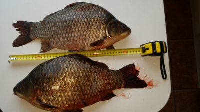 Sidabrinis karosas ×2
