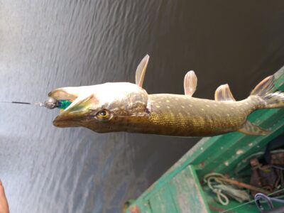 Lydeka, 1,2 kg