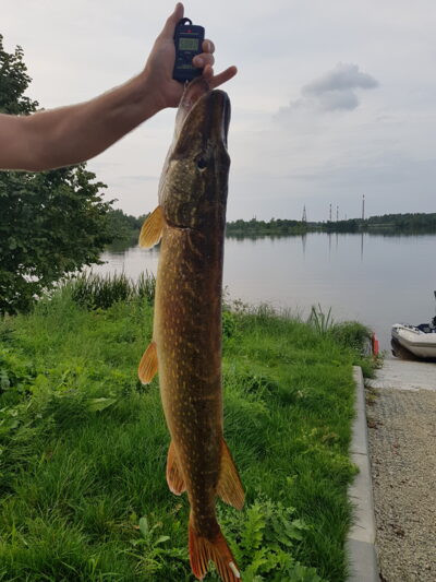 Lydeka, 5,1 kg