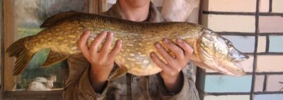 Lydeka, 5,3 kg