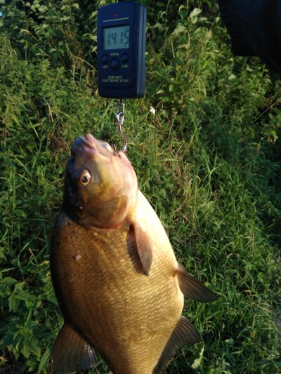 Karšis, 1,4 kg — Ubiškės