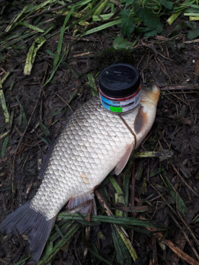 Sidabrinis karosas, 1,4 kg — Naudvario