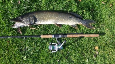 Lydeka, 3,7 kg