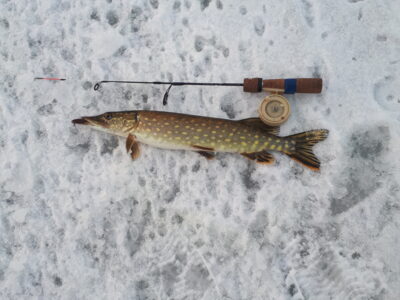 Ešerys, 0,4 kg