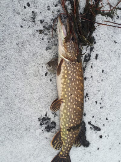 Lydeka, 1,8 kg