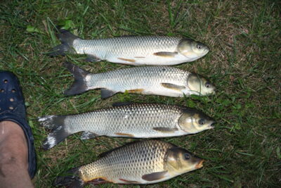 Baltasis plačiakaktis ×3