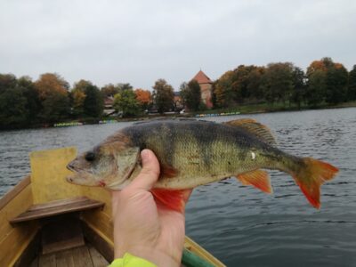 Ešerys, 0,8 kg