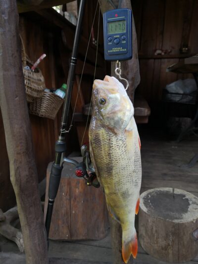 Ešerys, 1,2 kg — Kuršių