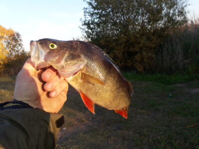 Ešerys, 0,8 kg