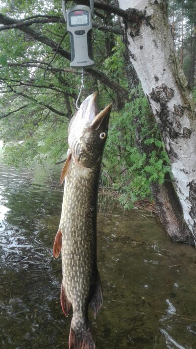 Lydeka, 2,8 kg — Ūsiai