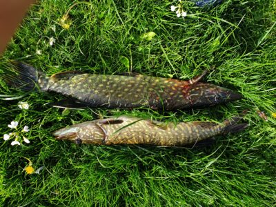 Lydeka ×2, 1,1 kg — Veiverių