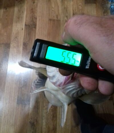 Starkis, 5,5 kg