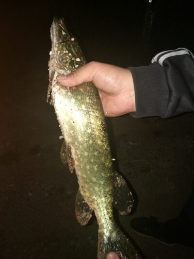 Lydeka, 0,9 kg — Smilgių
