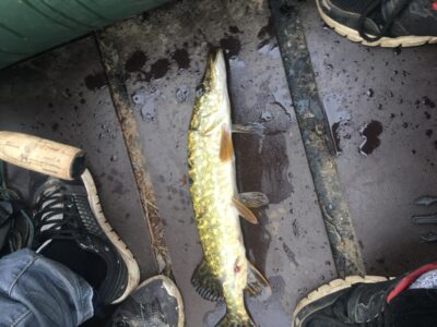 Lydeka, 0,6 kg — Mūšėjus
