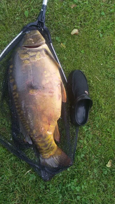 Paprastasis karpis, 11,3 kg
