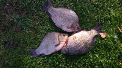 Sidabrinis karosas ×3