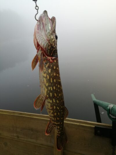 Lydeka, 1,3 kg