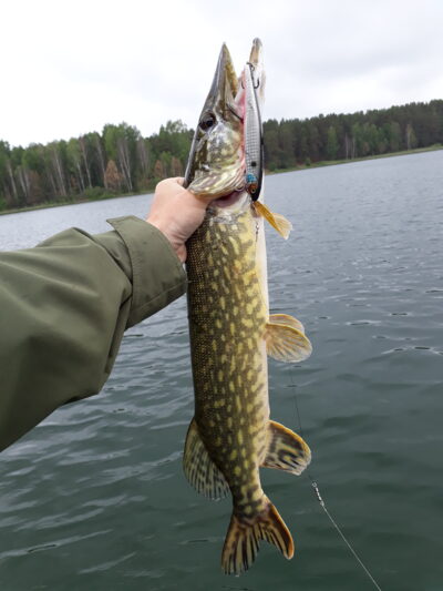 Lydeka, 1,7 kg