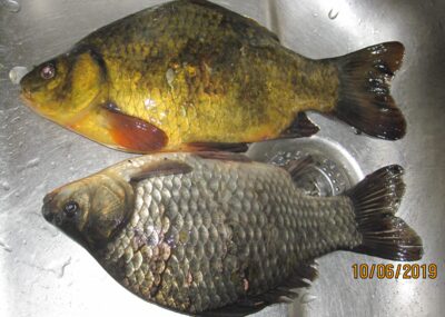 Auksinis karosas, 0,5 kg