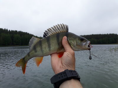 Ešerys, 0,3 kg