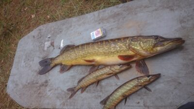 Lydeka, 4,7 kg