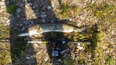 Lydeka, 1,5 kg