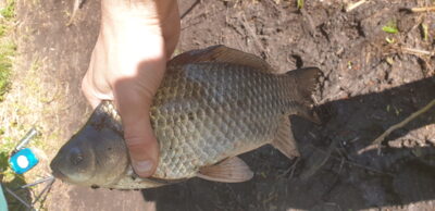 Sidabrinis karosas, 0,6 kg
