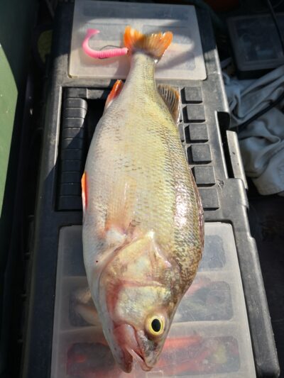 Ešerys, 0,9 kg — Kuršių