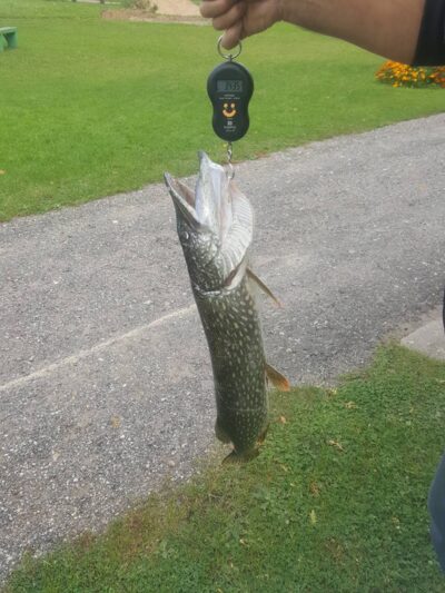 Lydeka, 3,4 kg