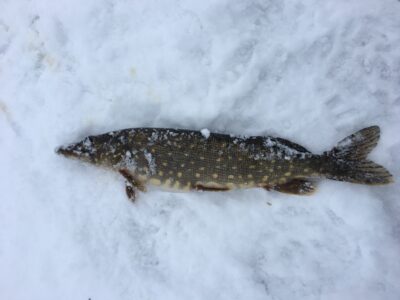 Lydeka, 0,8 kg — Gudelių