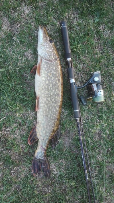Lydeka, 1,5 kg