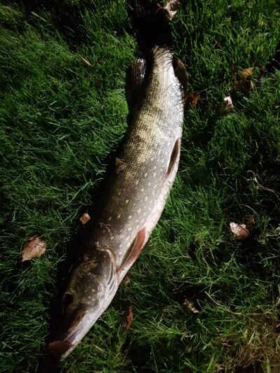 Lydeka, 3,0 kg