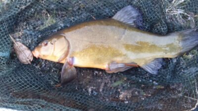 Lynas, 0,9 kg — Nemunas