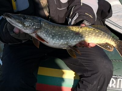 Lydeka, 2,1 kg — Nemunas