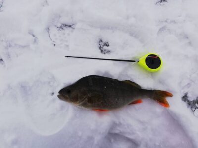Ešerys, 0,5 kg